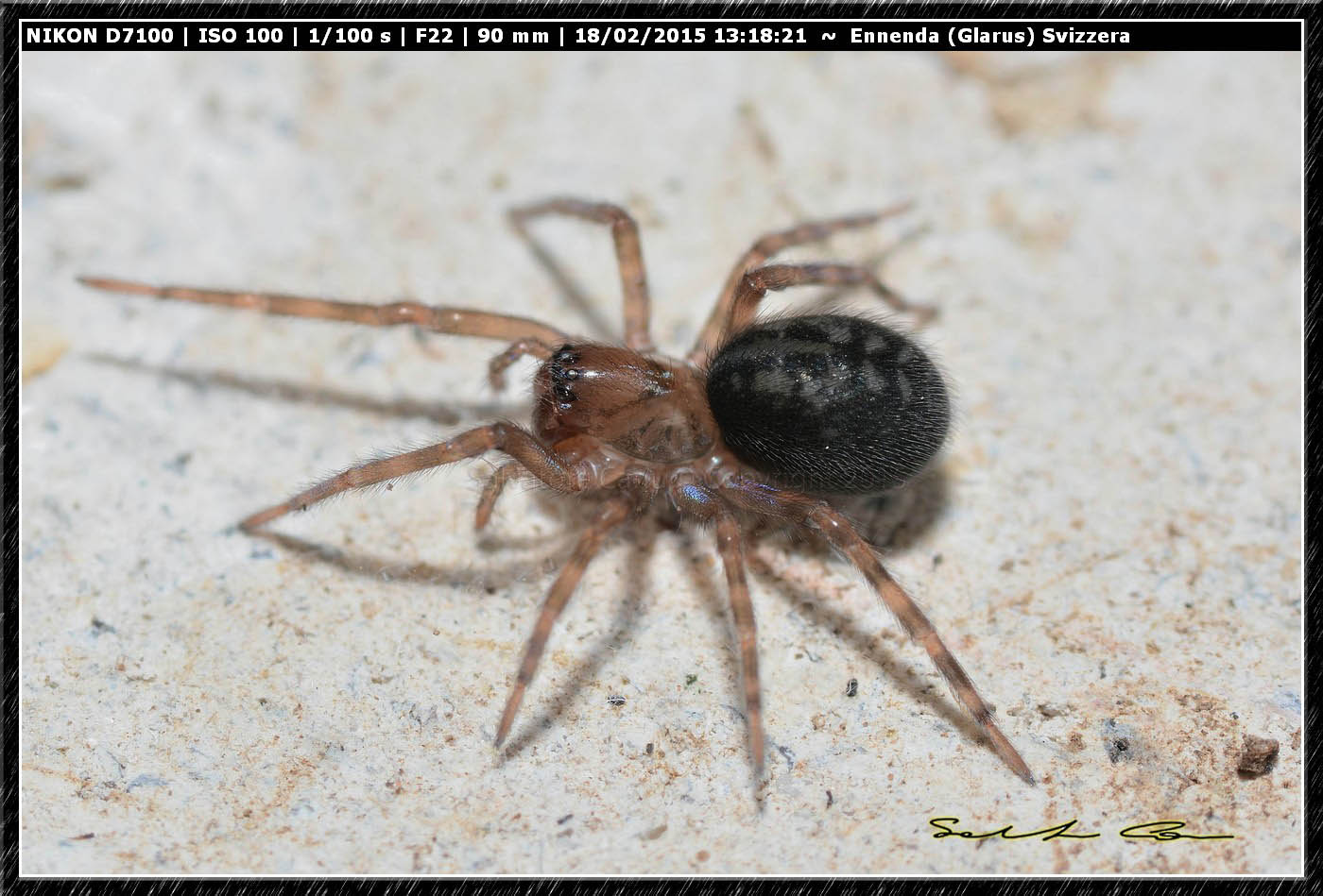 Giovane Amaurobius sp. - Ennenda (Glarus), Svizzera